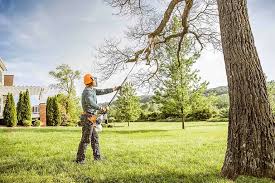 Best Tree Maintenance Programs  in Whittier, CA